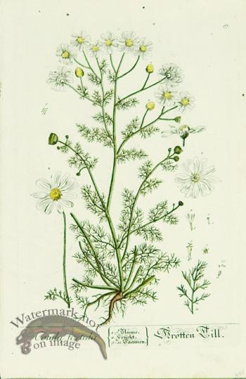 Blackwell German 219